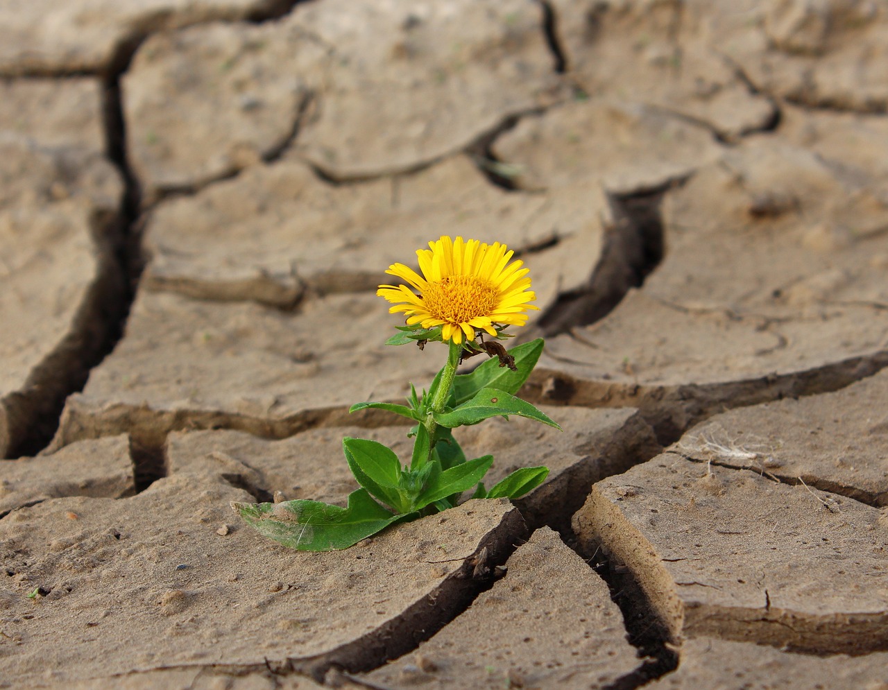What Lessons Can We Learn from Businesses That Thrived During Crises?