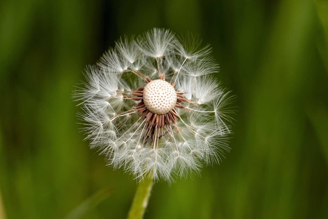 explore the concept of resilience, its significance in overcoming challenges, and the strategies for cultivating a resilient mindset to thrive in adversity.